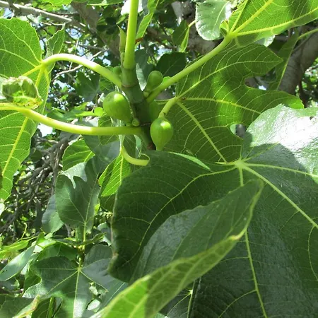 Apartment Roza Lopar