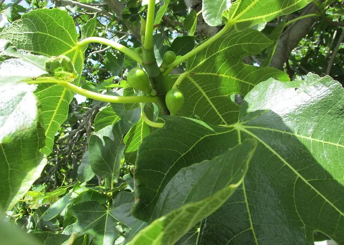 Apartamento Roza Lopar